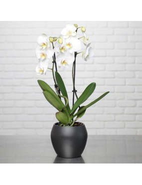 Jardinière d'Orchidée blanche